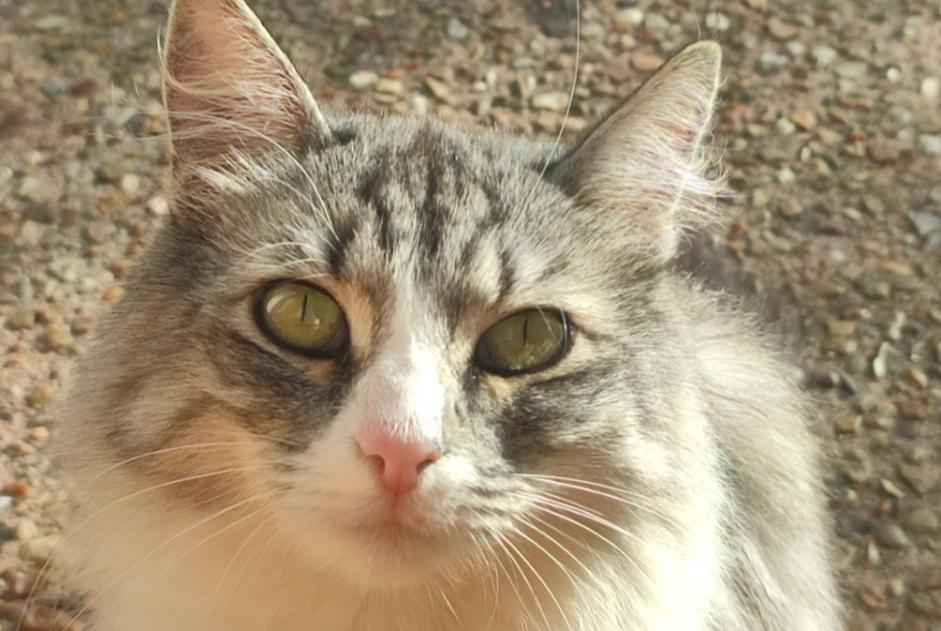 Fundmeldung Katze Unbekannt Cuissai Frankreich