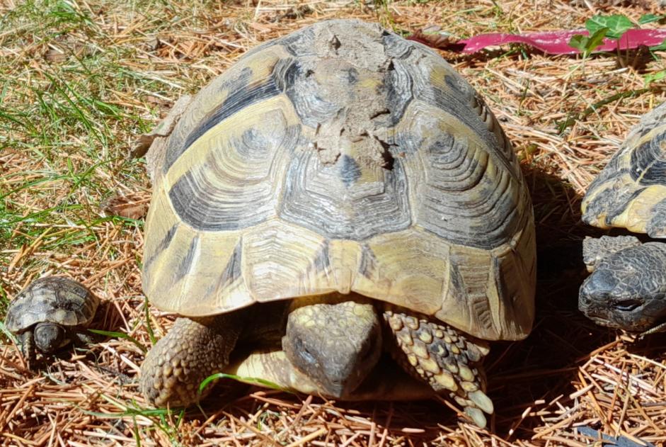 Vermisstmeldung Schildkröte Weiblich , 2026 jahre Larré Frankreich Vermisstmeldung Schildkröte Weiblich , 2026 jahre Larré Frankreich
