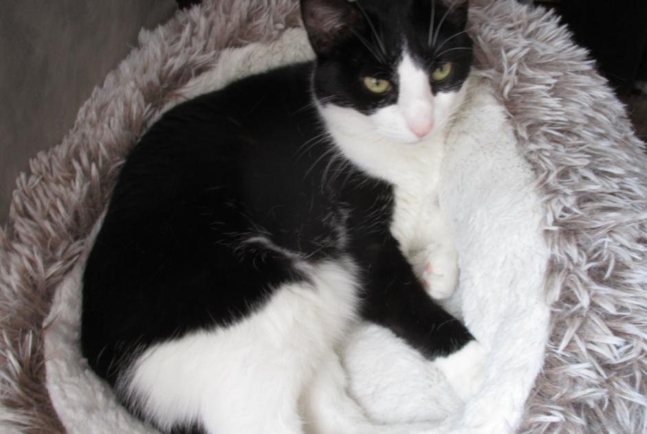 Disappearance alert Cat Female , 6 years Alençon France