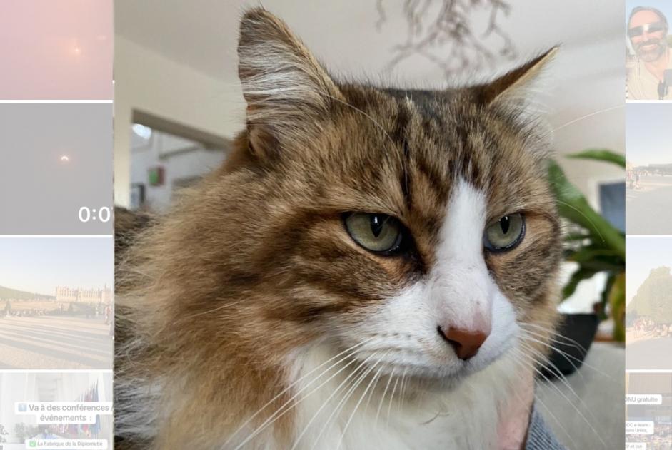 Disappearance alert Cat miscegenation Male , 9 years Ginai France Disappearance alert Cat miscegenation Male , 9 years Ginai France