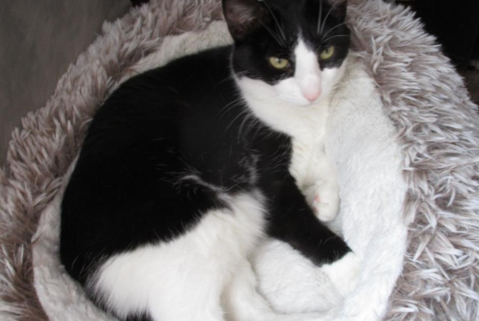 Disappearance alert Cat Female , 6 years Alençon France