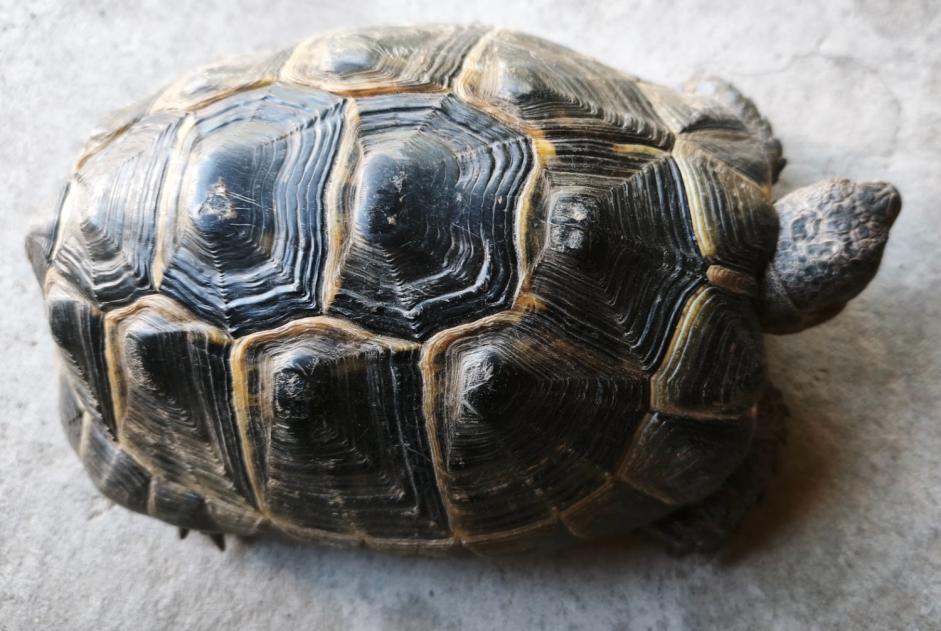 Discovery alert Tortoise Unknown La Lande-Patry France