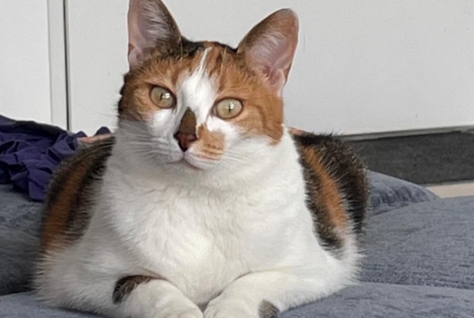 Alerta de Desaparición Gato Hembra , 4 años Sainte-Maure Francia Alerta de Desaparición Gato Hembra , 4 años Sainte-Maure Francia