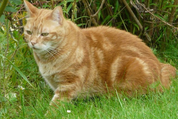 Alerta de Desaparición Gato  Hembra , 7 años Rémalard en Perche Francia