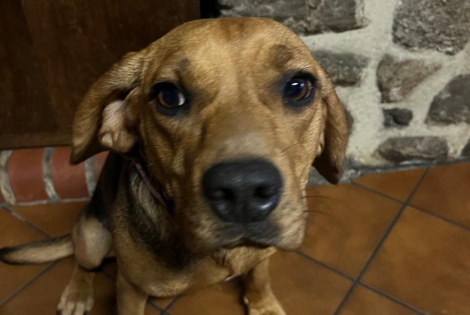 Alerta de Hallazgo Perro  Hembra Tinchebray-Bocage Francia