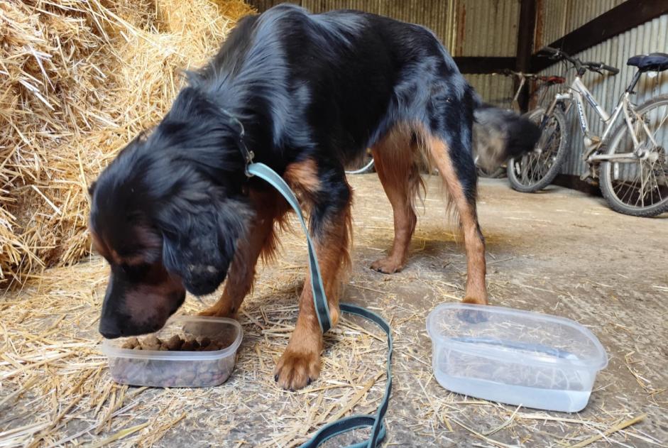 Alerta de Hallazgo Perro cruce Macho , Entre 9 y 12 meses Canapville Francia Alerta de Hallazgo Perro cruce Macho , Entre 9 y 12 meses Canapville Francia