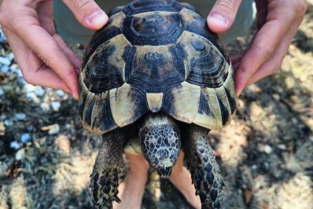Alerta de Hallazgo Tortuga Desconocido Mornac Francia