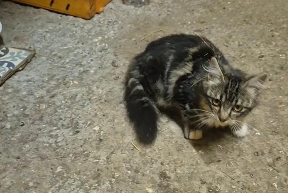 Alerte Découverte Chat Femelle Mesnils-sur-Iton France Alerte Découverte Chat Femelle Mesnils-sur-Iton France