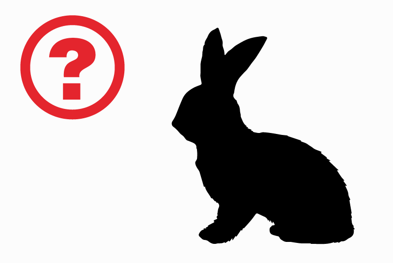 Alerte Découverte Lapin Inconnu Doucier France