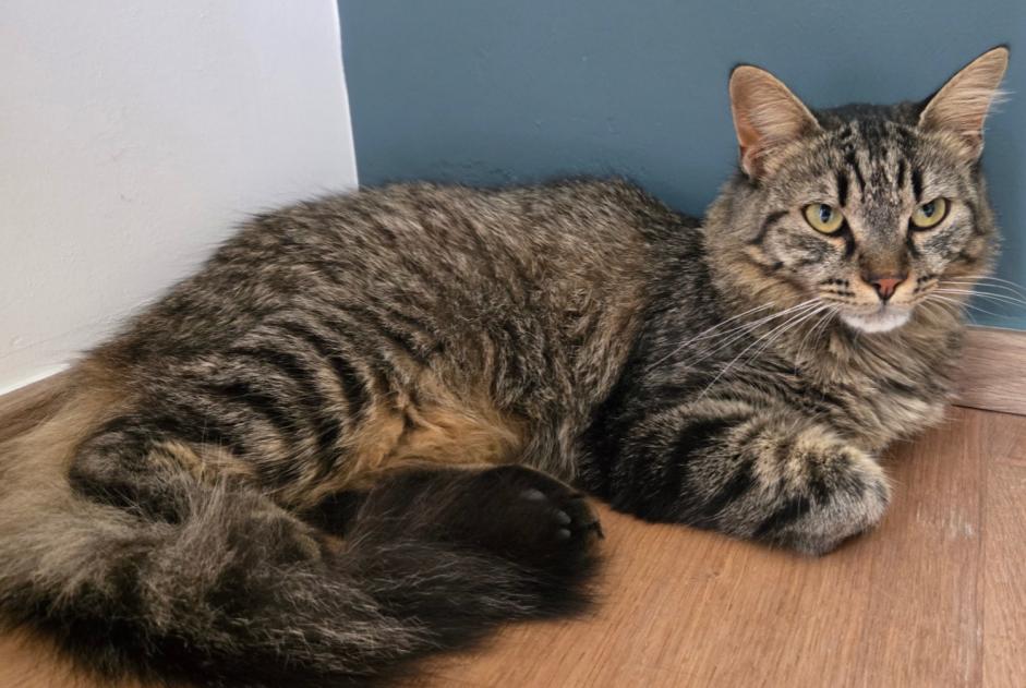 Avviso scomparsa Gatto incrocio di razze Femmina , 1 anni Fillière Francia