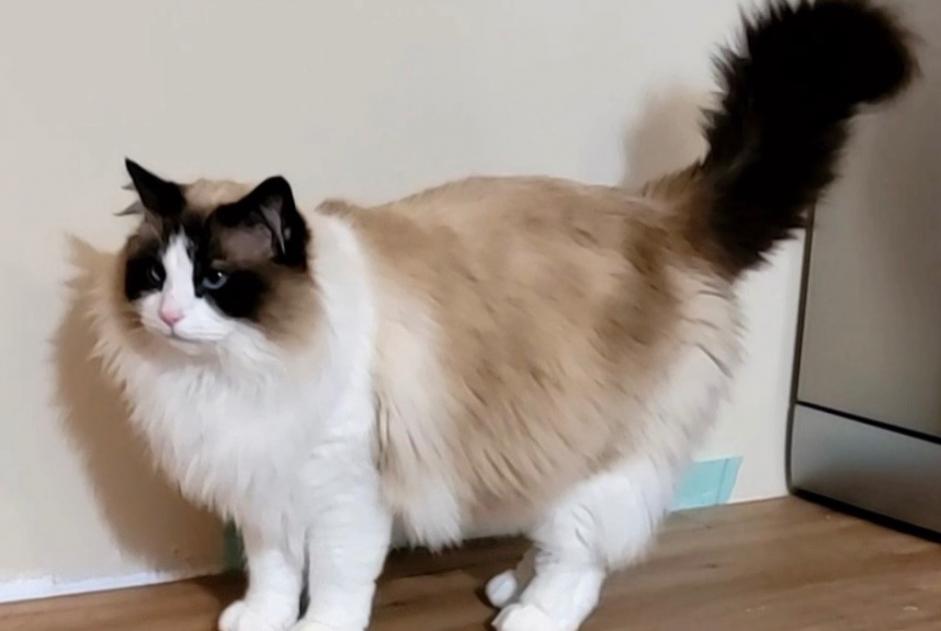 Avviso scomparsa Gatto  Maschio , 10 anni Beauvais Francia